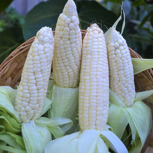 Best Quality White Corn for Sale Factory Price <b>Dried</b> White Maize / <b>Dried</b> Yellow Corn for Animal Feed Yellow Corn & White Corn - Product Image 5