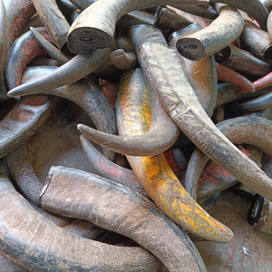 Piezas de Cuerno de Búfalo Natural Crudo, Material Ecológico para Artesanía, para Hacer Cuchillos, Joyería, Tallado, Manualidades, Suministro al por Mayor - Product Image 1