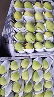 Tropische verse mango, zoet en sappig fruit, groothandel, hoge kwaliteit uit Vietnam, beste exportkwaliteit, 99 Gold Data Brand, graad 12-16cm