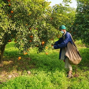 Concentrado de Jugo de Mandarina Congelado a Granel, Calidad de Exportación, Kinnow FCKJ, Envasado en Tambor, Recién Exprimido, 100% Puro, 60 Brix, Larga Vida Útil - Product Image 5