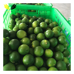 Citron vert frais sans pépins du Vietnam, peau verte naturelle, fruit juteux, pour l'exportation en gros et la fourniture de produits frais - Product Image 3