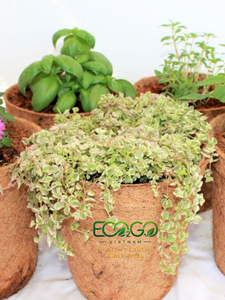 Grow Naturally with Coir Pots – Coconut Fiber <b>Plant</b> Pots <b>for</b> Seedlings, <b>Propagation</b> & Nursery Applications Eco2go Vietnam - Product Image 5