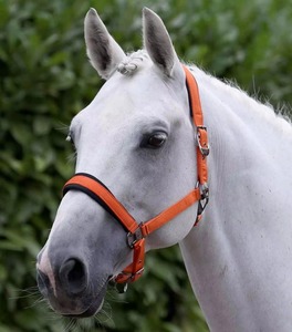 Longe robuste pour chevaux en sangle de nylon réglable, équipement équestre pour l'entraînement du bétail et l'équitation en ferme/stalle - Product Image 1