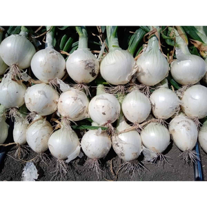 Cebolla Blanca Fresca Entera de China al Mejor Precio con Certificación BRC - Product Image 1