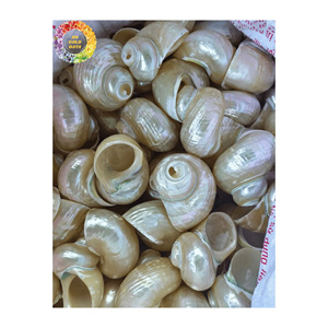 ขายส่งเปลือกหอยสังข์ ราคาโรงงานดีที่สุด ผู้ส่งออก ใช้สำหรับตู้ปลาและงานฝีมือ - Product Image 6