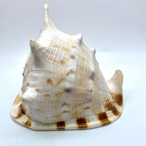 Cassis Cornuta Large Queen Helmet Conch Sea Shells Big Seashells for Home Decor and Collection - Product Image 1