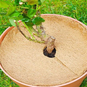 Anillos de Fibra de Coco Eco2go Vietnam - Premium, Resistentes a las Heladas y Retenedores de Humedad para Plantas - Product Image 4