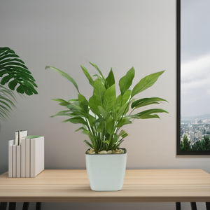 Meilleure vente Pot court carré en plastique PP 13 de haute qualité pour la décoration de la maison et du jardin - Product Image 1