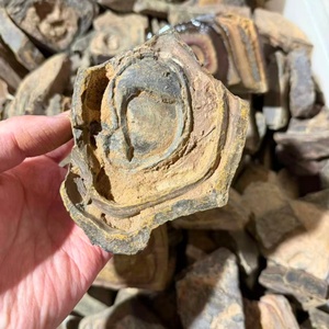 Bois pétrifié naturel d'Égypte, pierre de bois fossile brute pour l'aménagement paysager et la décoration - Fossile de bois ancien de qualité supérieure - Product Image 3