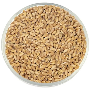 พร้อมส่ง ขายส่ง ข้าวโพดเมล็ดพรีเมียม เกรดอาหาร คุณภาพดีที่สุด ผู้ผลิตส่งออก - Product Image 4