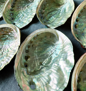 Coquille d'ormeau Paua Ormer de qualité supérieure pour la fabrication de bijoux, la décoration artisanale et les projets de décoration de luxe - Product Image 5