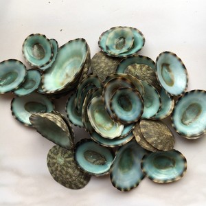 Conchas de limpias, conchas marinas naturales para manualidades y decoración del hogar, alta calidad, precio económico, conchas de limpias. - Product Image 2