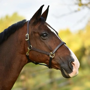 High Quality Argentinian Multi-Color Leather Horse Polo <b>Halter</b> Durable Equestrian Racing horse equipment horse leather <b>halter</b> - Product Image 5