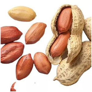 Compre Cacahuetes Crudos Secos con Cáscara al por Mayor a Precio de Mayoreo para Exportación - Product Image 2