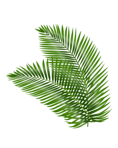 OFERTA ESPECIAL: Hojas de Coco Frescas de Alta Calidad de Vietnam - Product Image 1