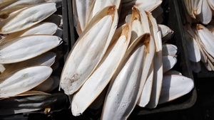 Hueso de Sepia Seco Blanco Natural para Loros y Aves |   Proveedor Mayorista de Vietnam |   OEM y Marca Privada [Liam +84 865 912 655 - Product Image 2