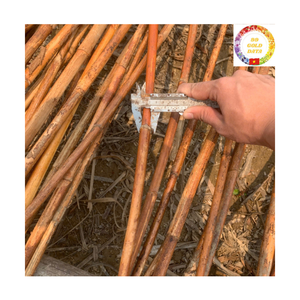 Raw Rattan Poles | Bulk Vietnam Manau Cane for Furniture <b>Frame</b> & Craft Raw Material - Product Image 2