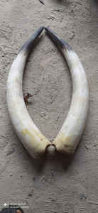 Bocina de búhos y de vaca, claxon blanco y negro, uso decorativo para el hogar, color natural, precio bajo, 1 par - Product Image 6