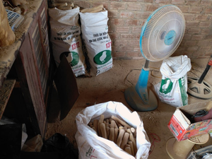 MÁS VENDIDO: Madera de Café 100% Natural para Perros, Juguete Ecológico para Masticar, Limpieza Dental, para Masticadores Agresivos, Todas las Razas y Tamaños - Product Image 6