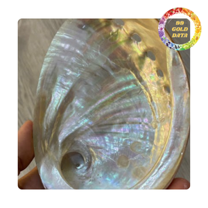 Natural <b>Abalone</b> <b>Shell</b> Green Color Polished For Coastal Decor And Souvenirs - Product Image 6