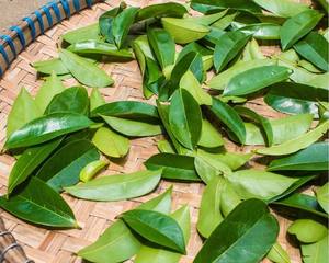 Thé aux herbes naturelles aux feuilles de corossol - Product Image 5