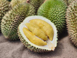 ทุเรียนสดราคาถูก เนื้อสีเหลือง ผลไม้เมืองร้อนและกึ่งเมืองร้อน ปลูกแบบธรรมชาติ ผลิตภัณฑ์ทั่วไปจากเวียดนาม - Product Image 5