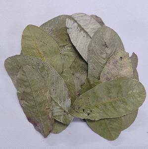 Feuilles de Goyave Indienne Séchées (Psidium Guajava) en Gros pour Poissons Betta et Crevettes – Accessoires d'Aquarium, Feuilles Médicinales Saines et Herbacées - Product Image 2
