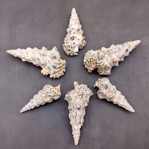 Décoration d'aquarium, coquillages bruts pour la création artisanale, coquillages naturels à bas prix, coquillages nettoyés - Product Image 3