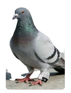 แหวนติดขาสัตว์ขายดี แหวนติดขาสัตว์ปีก แหวนติดขาไก่ แหวนติดขาไก่ไข่ อุปกรณ์ติดตามด้วยชิป แหวนติดตามสัตว์ อุปกรณ์ฝึกนก - Product Image 2