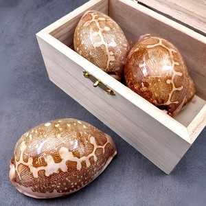 Coquillages best-sellers pour la décoration d'aquariums, accessoires en coquillages naturels, coquillages secs et propres. - Product Image 3