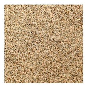 High Purity Rye <b>Grain</b> Bulk Organic Certified Rye Seeds for Milling Brewing Animal Feed Premium Quality Export Standard Supply - Product Image 4