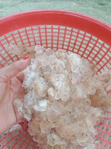 เครื่องชั่งปลากะพงแห้ง99โกลด์เครื่องชั่งคุณภาพสูงจากเวียดนามสำหรับใช้ในอุตสาหกรรมและความงาม - Product Image 4