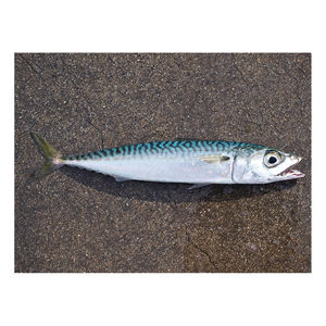 Pescado Fresco de Caballa de Alta Calidad, Pescado Entero Rico en Proteínas, Adecuado para Comidas Diarias y Dietas Saludables - Product Image 1