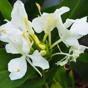 Hedychium Coronarium Oil Solvent Extracted Natural Ginger Lily Flower Oil Perfume Ingredient Floral Oil - Katyani Exports India - Product Image 4