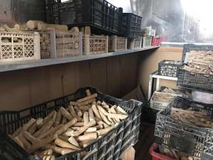 แท่งเคี้ยวรูปกระดูกต้นกาแฟสำหรับสุนัขทำจากไม้กาแฟจากเวียดนามมิสฮานิ + 84 767 550 132อุปกรณ์สัตว์เลี้ยง - Product Image 5