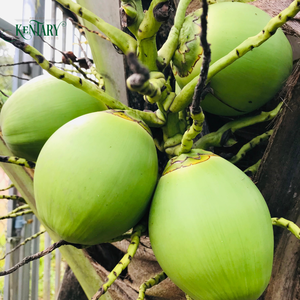 Cocos Verdes Orgánicos Frescos de Grado A con Cáscara Entera y Agua de Coco Dulce, Ben Tre, Vietnam, Suministro al por Mayor - Product Image 2