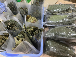 Thé aux feuilles de corossol naturel de qualité supérieure - Product Image 5