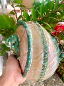 โรงงานขายส่งเวียดนาม เปลือกหอยมาร์มาตุสธรรมชาติสีเขียวขนาดใหญ่ เปลือกหอยสังข์ขนาดใหญ่ เปลือกหอยมุกขัดเงา - Product Image 4