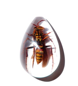 Yellow Paper Wasp Real Specimen Plastic Cabochon Pear Shape Cut <b>Top</b> 33x22 mm Clear Flat Bottom for Crafts and Jewelry Making - Product Image 2