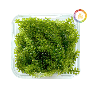 Uvas de Mar Naturales Cultivadas, Producto Fresco y Limpio - Product Image 6