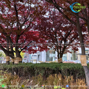 Rollo de tapete de junco para protección de árboles y cubierta de troncos, producto de alta calidad para exportación a Corea, Japón y Europa. - Product Image 5