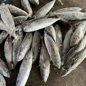 Mejor Precio al por Mayor de Bonito Congelado de Primera Calidad, Venta a Granel, Listo para Enviar, Grado Alimenticio, Suministro para Exportación - Product Image 6