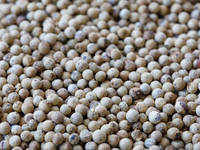Poivre Blanc Indien Premium Bio Entier de Haute Qualité Malabar Non-OGM Granulés Séchés en Vrac Durée de Conservation 24 Mois FitTree