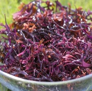 Musgo Marino al por Mayor de Vietnam 2026, Precio Económico, Alta Calidad, Gran Cantidad - Product Image 1