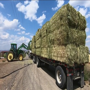 Heno de Alfalfa de Grado Agrícola para Alimentación de Ganado, Ofrece Forraje Limpio, Proteína Natural, Fibra Rica y Almacenamiento Conveniente en Venta - Product Image 5
