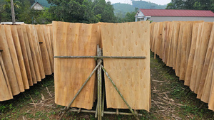 Placage de bois d'acacia Phu Tho du Vietnam, écologique et durable, avec âme en contreplaqué à découpe rotative (longueur 1270 mm, humidité 12-15 %, qualité industrielle) - Product Image 5