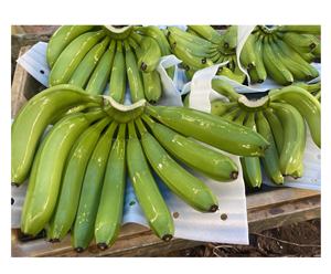 Vietnamese Agriculture <b>Fresh</b> Green Cavendish Bananas 13kg Carton with Custom Label for <b>Fruit</b> Vegetable Export - Product Image 1