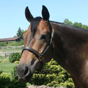 Wholesale Leather Horse Head Collar Halter Racing Tack Empty Channel Nose Sides Rose Gold <b>Hardware</b> Superior Comfort - Product Image 1