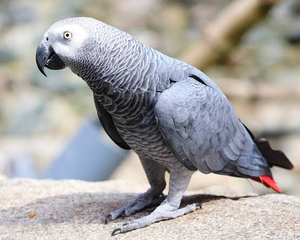 African Grey Parrot Live Birds for Breeding <b>Aviaries</b> Ornamental Bird Keeping and Wholesale Supplier - Product Image 4