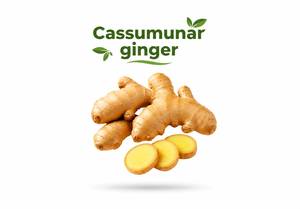 Cassumunar <b>Ginger</b> Root <b>Fresh</b> Natural for Tea and Food Ingredient Premium Grade Export Quality - Product Image 2